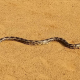 serpientes en Alabama