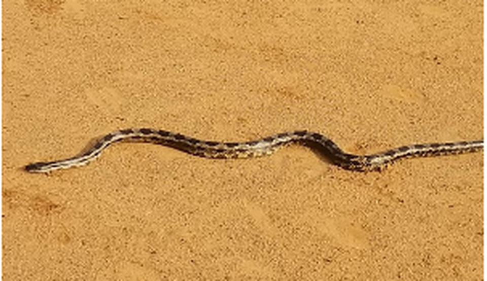 serpientes en Alabama