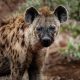 close up photography of hyena 674053
