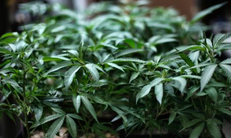 Cámara de Alabama aprueba proyecto de ley de marihuana medicinal