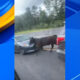 Vacas vagando por la I-20/59 en el condado de Tuscaloosa