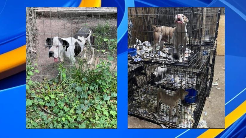 Greater Birmingham Humane Society ayuda a más de 50 perros, de una redada en un criadero de cachorros de Louisiana