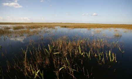 EEUU destina 1.100 millones para restaurar los Everglades en Florida
