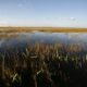 EEUU destina 1.100 millones para restaurar los Everglades en Florida
