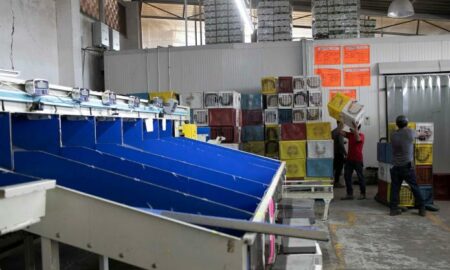 Michoacán asegura que muy pronto volverá a exportar aguacate a Estados Unidos