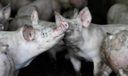 Inversionista de Alabama perdió $ 40,000 dólares por 'estafa de matanza de cerdos'
