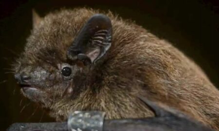 Redescubren una especie de murciélago "perdida" desde hace 40 años