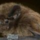 Redescubren una especie de murciélago "perdida" desde hace 40 años