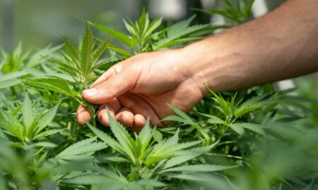 Miami permitirá abrir su primer dispensario de marihuana medicinal