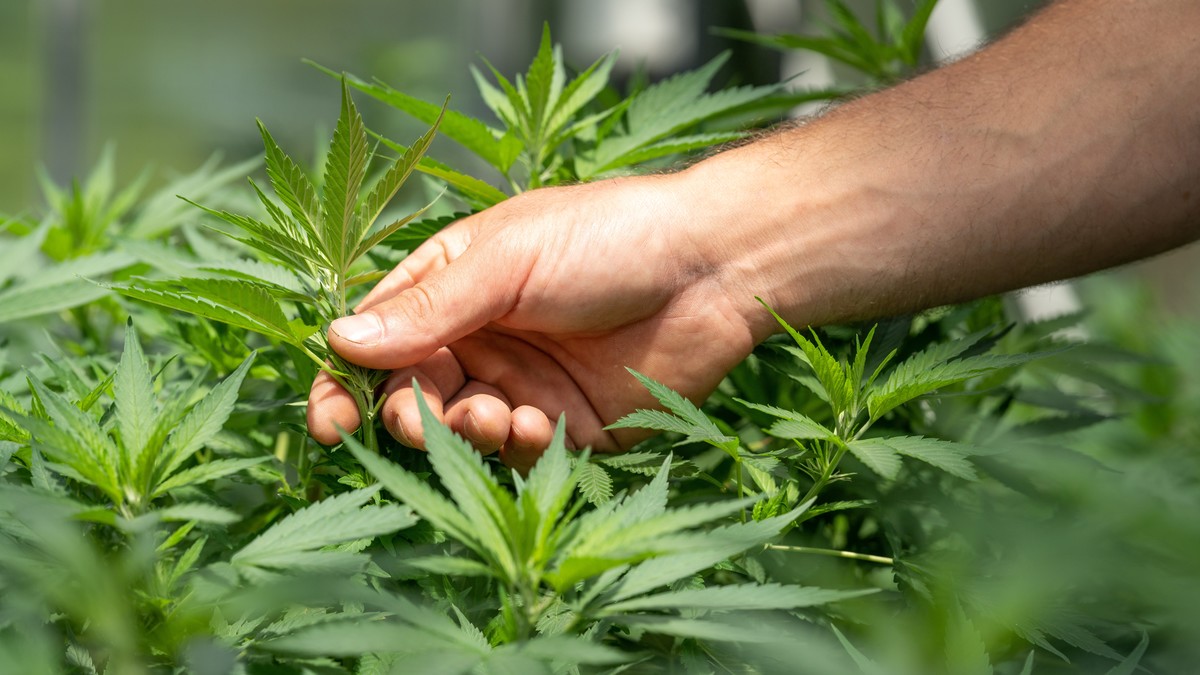 Miami permitirá abrir su primer dispensario de marihuana medicinal