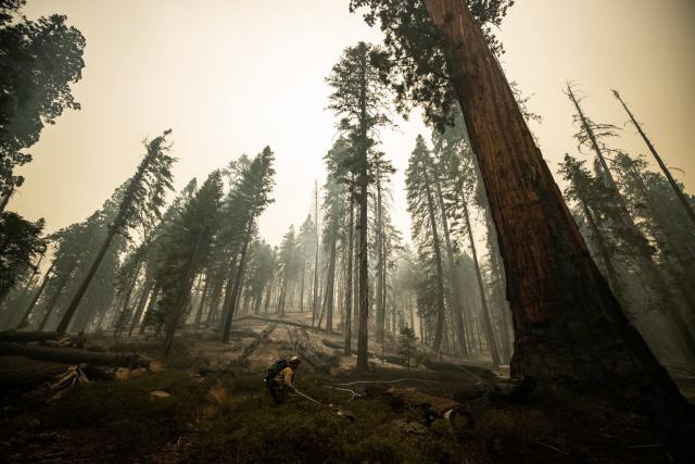 Más de 850 incendios forestales están activos en el país