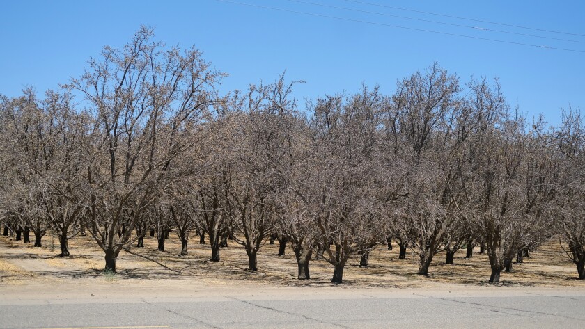California se seca: un día de riego semanal y miles de hectáreas sin plantar