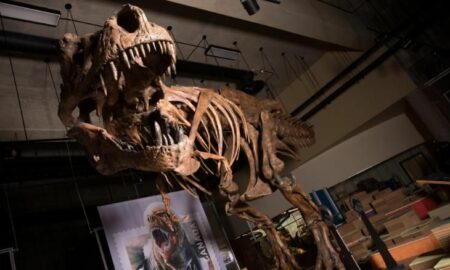 El esqueleto de un dinosaurio de hace 77 millones de años, a subasta en EEUU