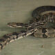 2 serpientes de cascabel capturadas en Pinson. Tercera serpiente se escapó