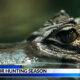 Comienza la temporada de caza de caimanes en partes de Alabama