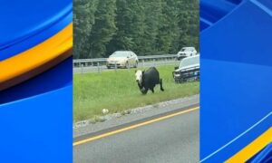 Vaca lidera la persecución por la I-65 cerca de Cullman