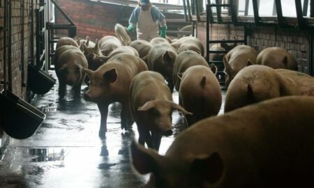 México destaca su posición como productor de carne de cerdo en América Latina