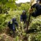 EE.UU. está “muy preocupado” por el aumento de cultivos de coca en Colombia