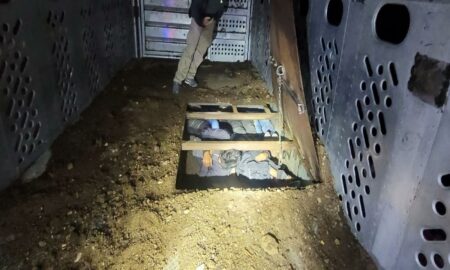 Hallan migrantes escondidos debajo del piso de camión de transporte de ganado