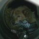 Perro atrapado en tubería de alcantarillado en Vestavia Hills