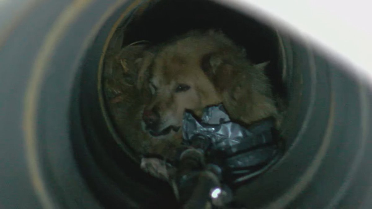 Perro atrapado en tubería de alcantarillado en Vestavia Hills