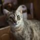 Rescatan a más de 100 gatos encerrados en una casa móvil de Florida