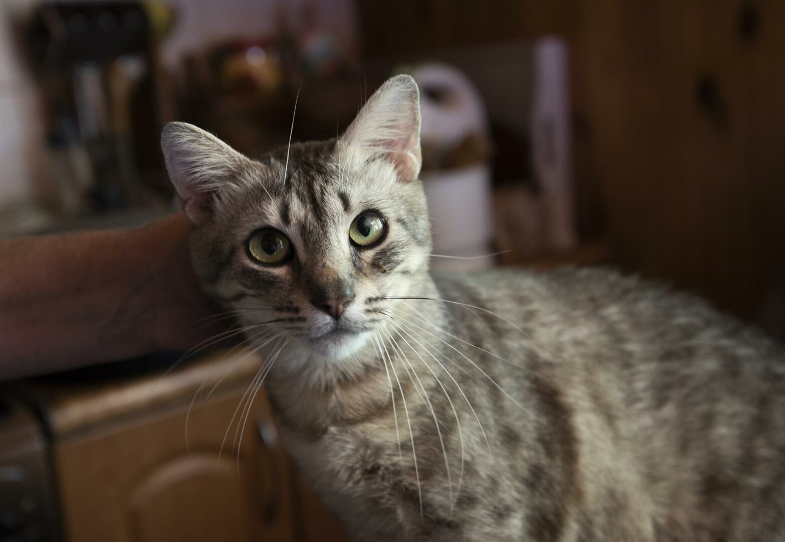 Rescatan a más de 100 gatos encerrados en una casa móvil de Florida