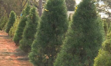Reciclaje de árboles de Navidad en el condado de Shelby, Alabama