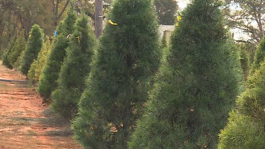 Reciclaje de árboles de Navidad en el condado de Shelby, Alabama