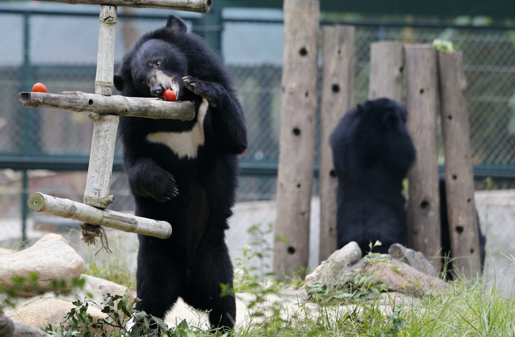Un oso negro de un zoo de Florida se escapó, hirió a un cuidador y murió