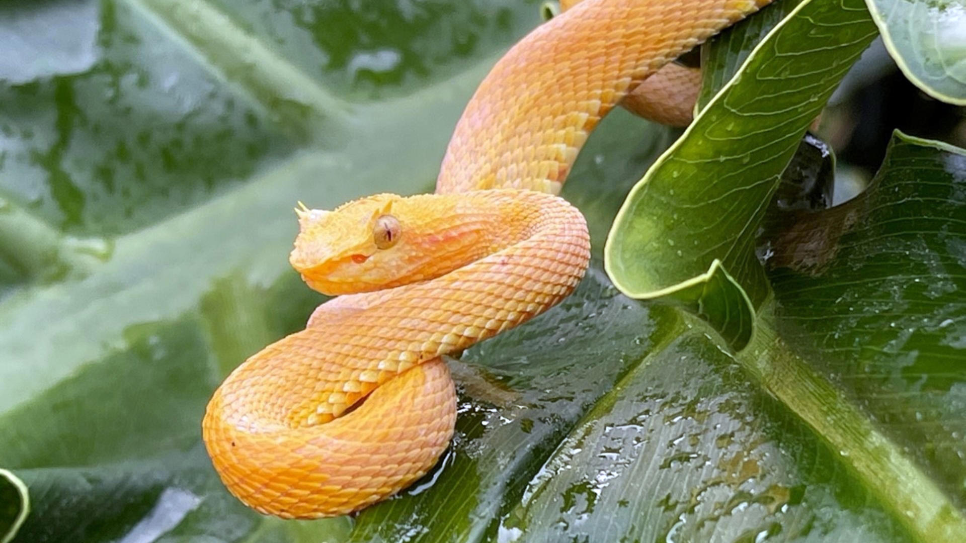 Presentan cargos contra 8 traficantes de serpientes venenosas en Florida