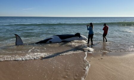 Una orca de 6,4 metros muere en una playa de Florida