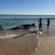 Una orca de 6,4 metros muere en una playa de Florida