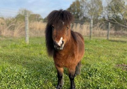 Policía busca dueño de pony visto deambulando en Tuscaloosa