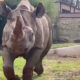 El zoológico de Birmingham agrega 2 rinocerontes