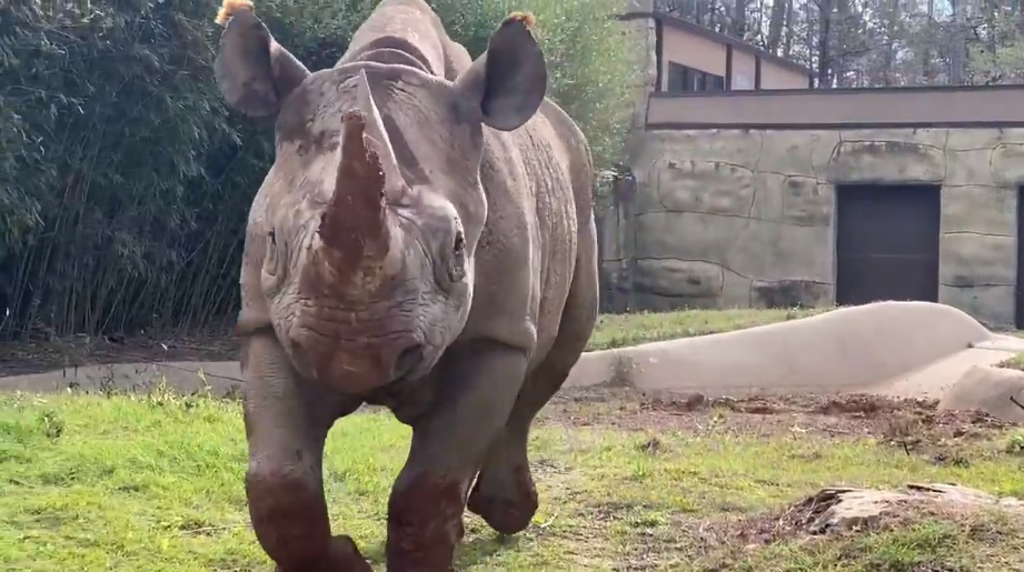 El zoológico de Birmingham agrega 2 rinocerontes