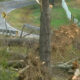 600 árboles caídos después que tornado EF-0 atravezó el condado de Etowah
