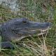 Amputan un brazo a un joven mordido por un caimán en un estanque en Florida