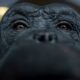 Asombro y dicha en el video de una chimpancé de 28 años al ver el cielo por primera vez