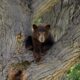 Buscan un oso negro que se vio merodeando por Washington