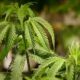 Dos compañías de marihuana medicinal consideran a Decatur para dispensario