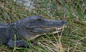 Detienen a un joven que se grabó dentro del estanque de los caimanes de un zoo de Florida