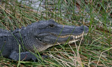 Detienen a un joven que se grabó dentro del estanque de los caimanes de un zoo de Florida
