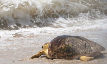 Liberan en aguas de Florida dos tortugas bobas afectadas por la marea roja