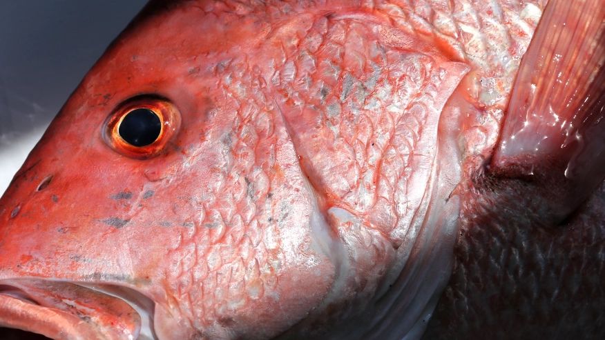 Pesca de pargo rojo de Alabama se abre el 4 de julio