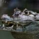 Un caimán muerde a un adolescente en la orilla de un arroyo en Florida