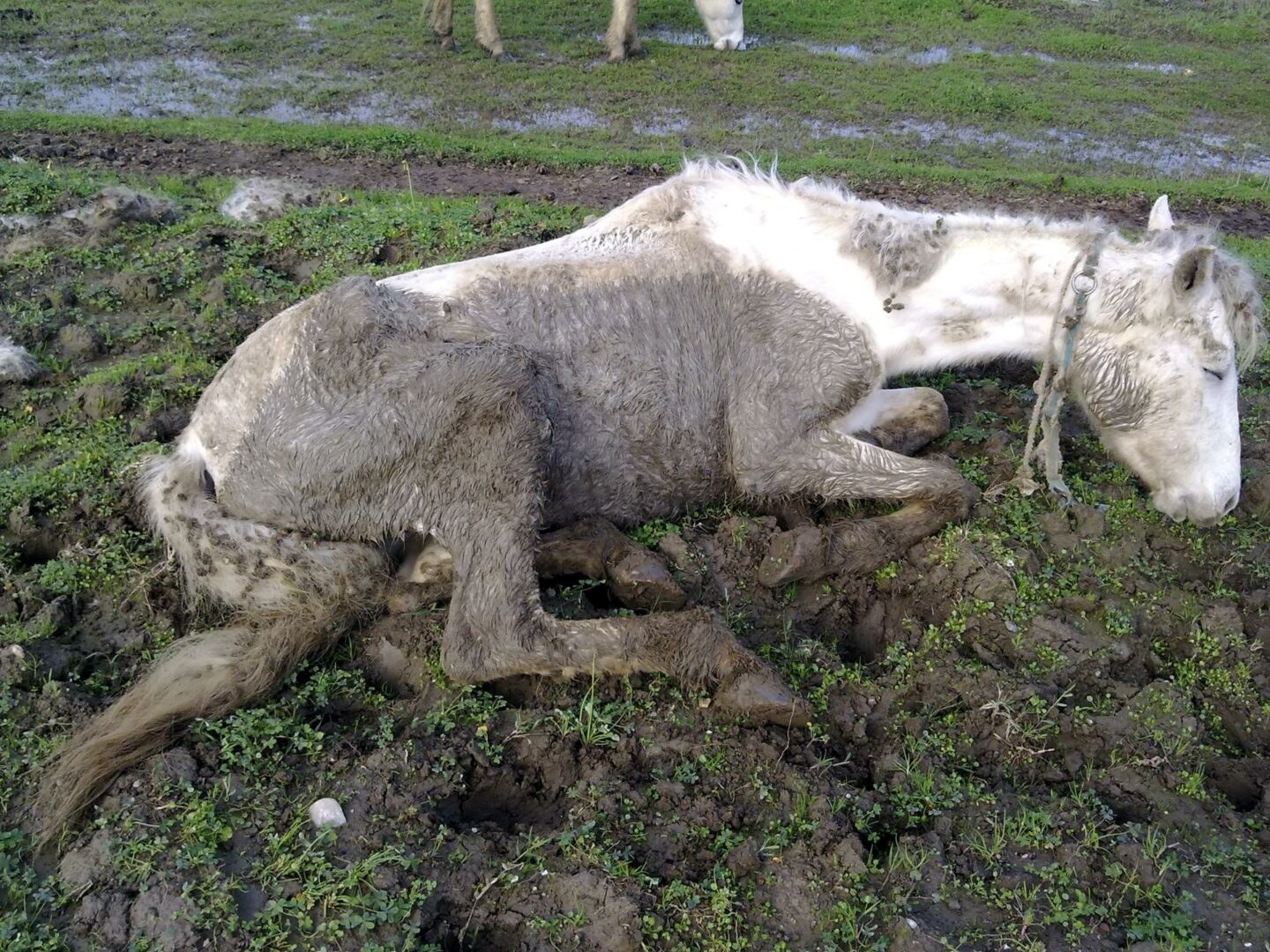 Arrestan a dueño de caballos rescatados en grave estado de desnutrición en Florida
