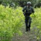 EE.UU. dice que la suspensión del monitoreo de cultivos de coca en Colombia es “temporal”