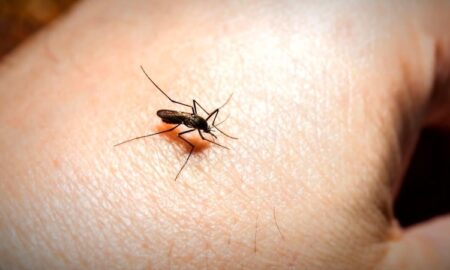 Las posibilidades de que la malaria se propague a Alabama son bajas a pesar que los casos se propagan en EE. UU.