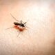 Las posibilidades de que la malaria se propague a Alabama son bajas a pesar que los casos se propagan en EE. UU.